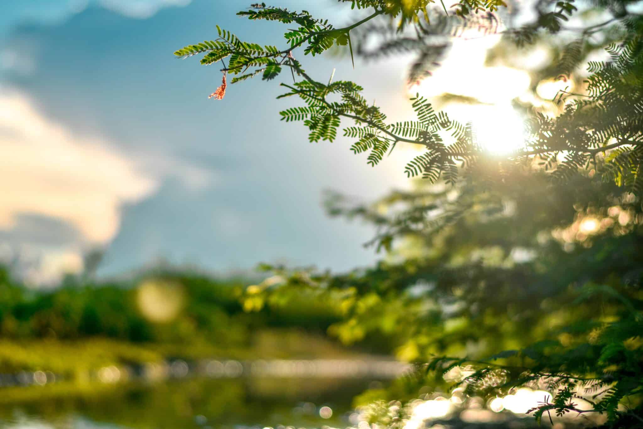 Zonlicht,vitamine D,huidkanker